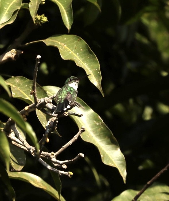 White-throated Hummingbird - ML621400231