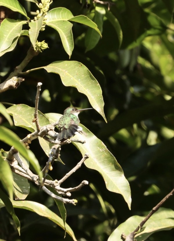 White-throated Hummingbird - ML621400232
