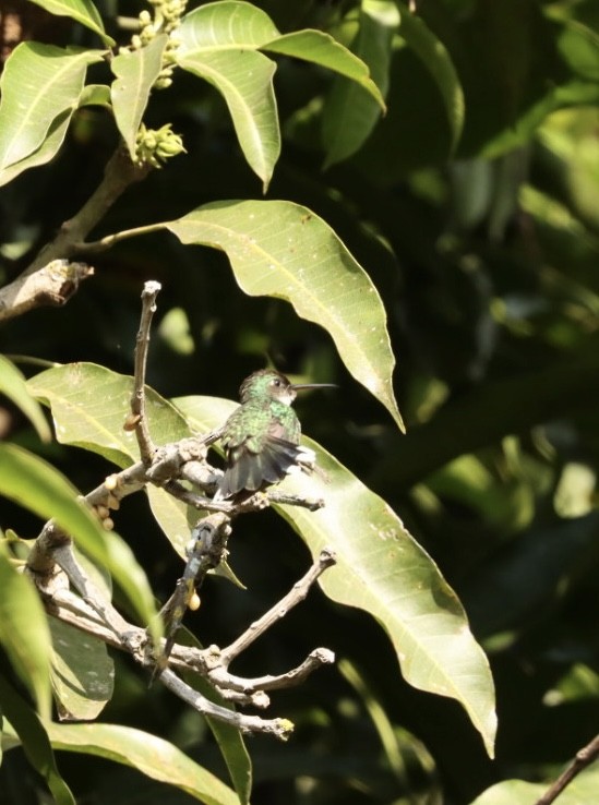 White-throated Hummingbird - ML621400233