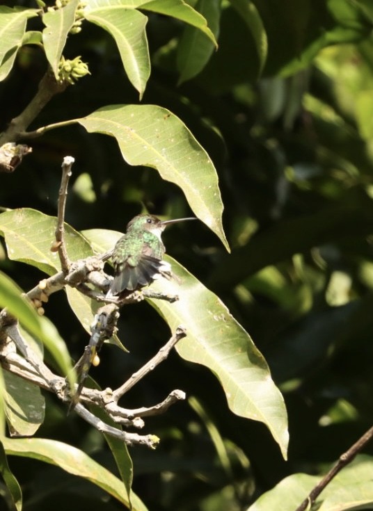 White-throated Hummingbird - ML621400234