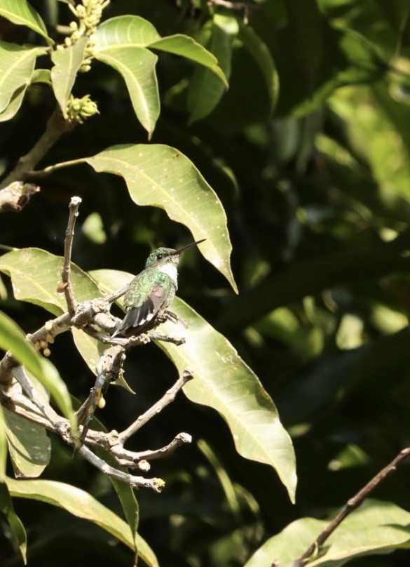 White-throated Hummingbird - ML621400235