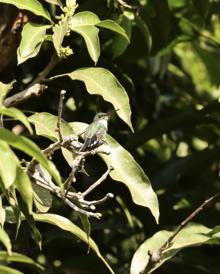 White-throated Hummingbird - ML621400236
