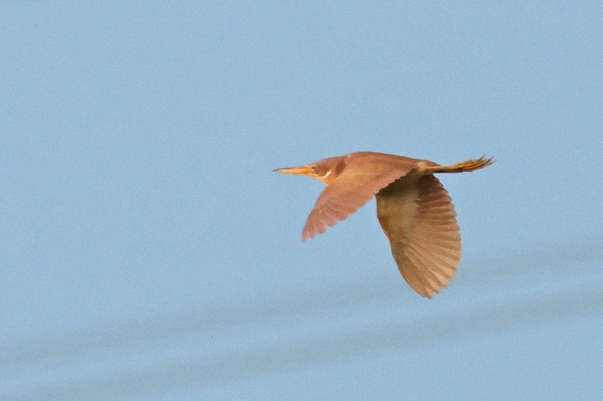 Cinnamon Bittern - ML621400288