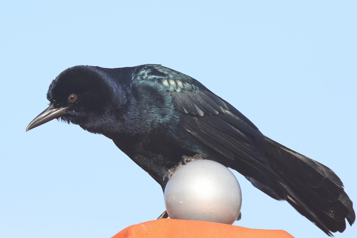 Boat-tailed Grackle - ML621400359