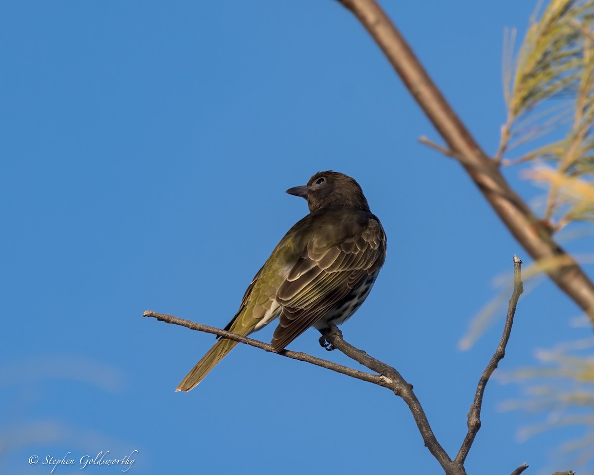 Australasian Figbird - ML621400383