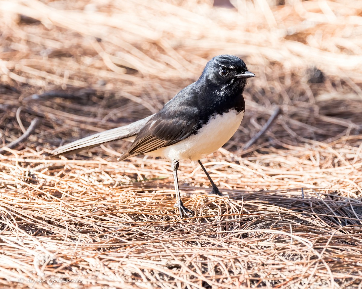 Willie-wagtail - ML621400384