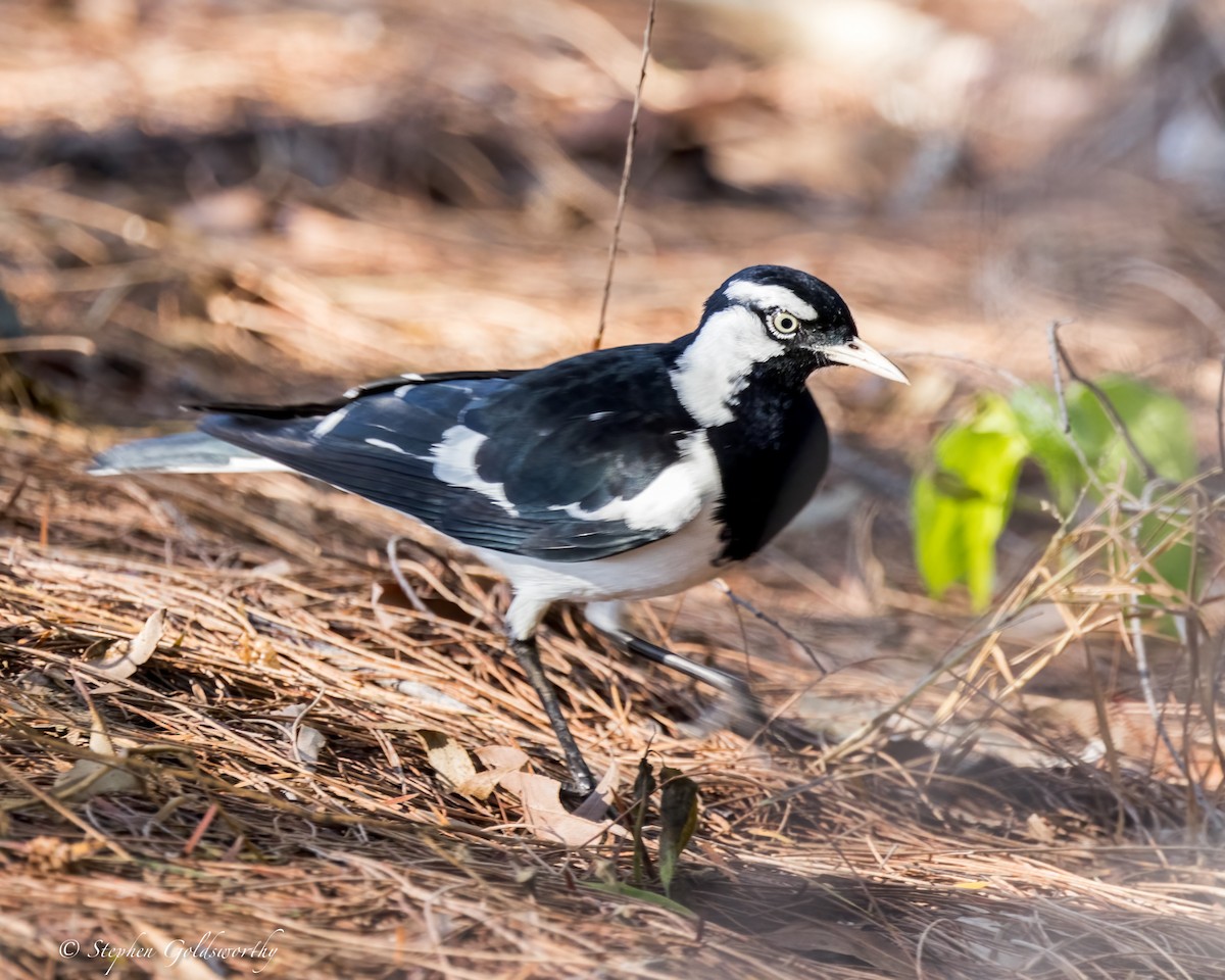 Magpie-lark - ML621400390