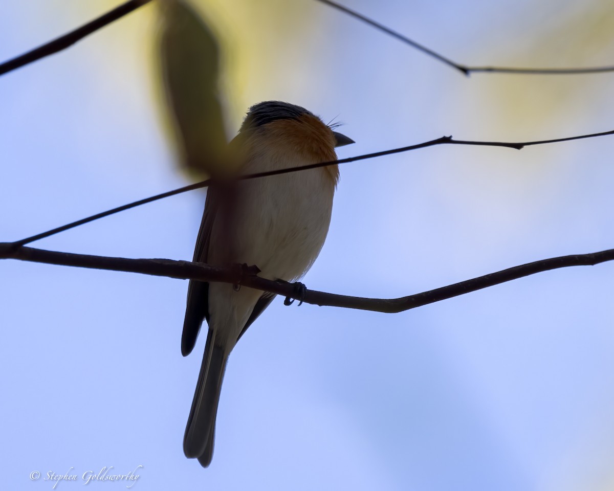 Leaden Flycatcher - ML621400394