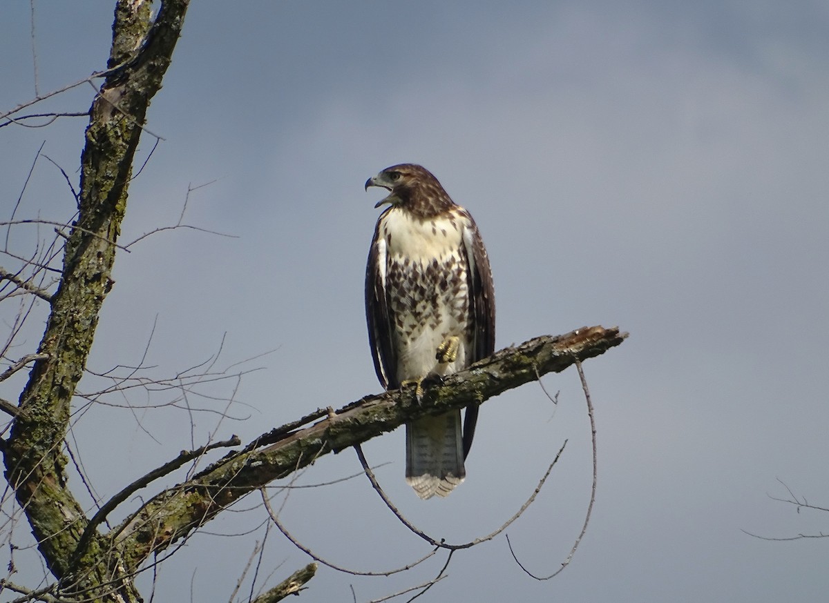 Red-tailed Hawk - ML621400407