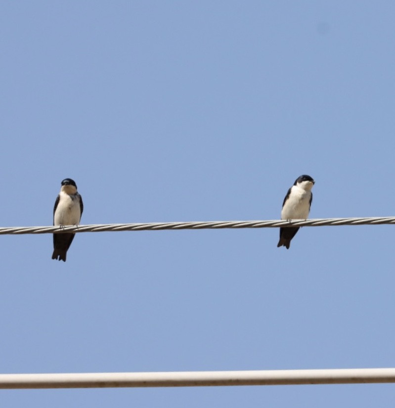 Blue-and-white Swallow - ML621400426