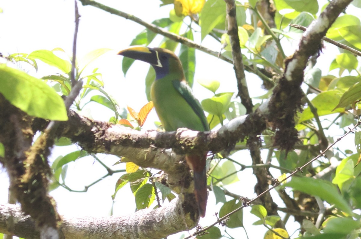 Northern Emerald-Toucanet (Blue-throated) - ML621400481