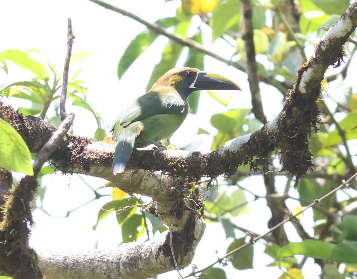 Northern Emerald-Toucanet (Blue-throated) - ML621400482
