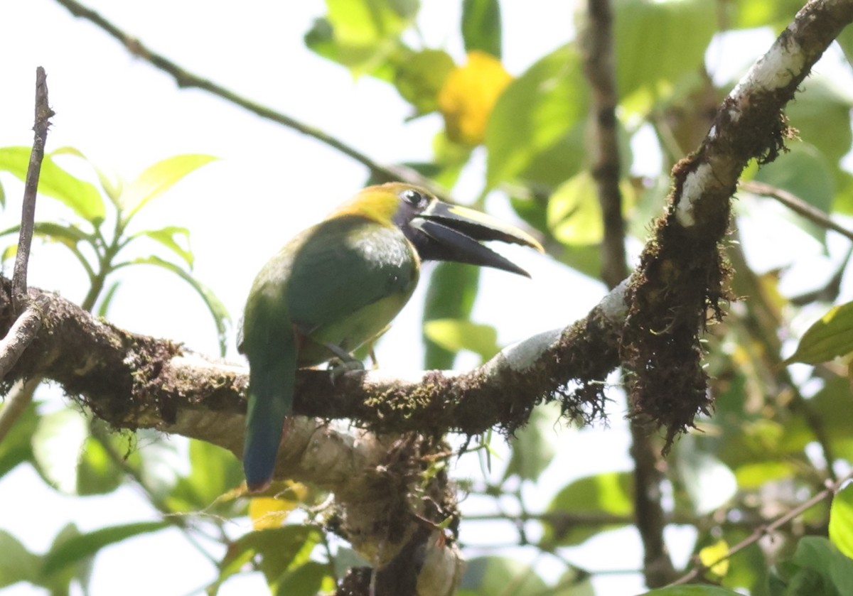 Northern Emerald-Toucanet (Blue-throated) - ML621400483