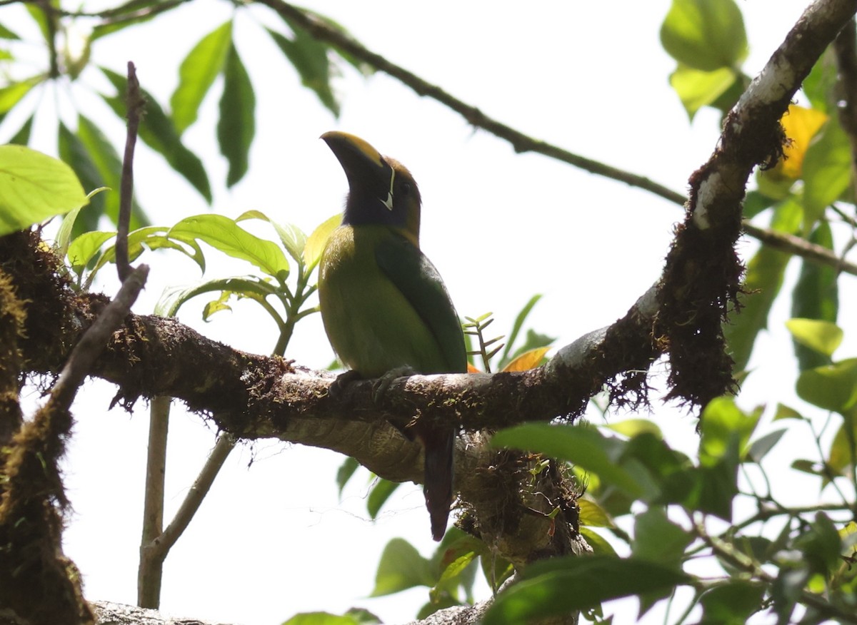 Northern Emerald-Toucanet (Blue-throated) - ML621400484