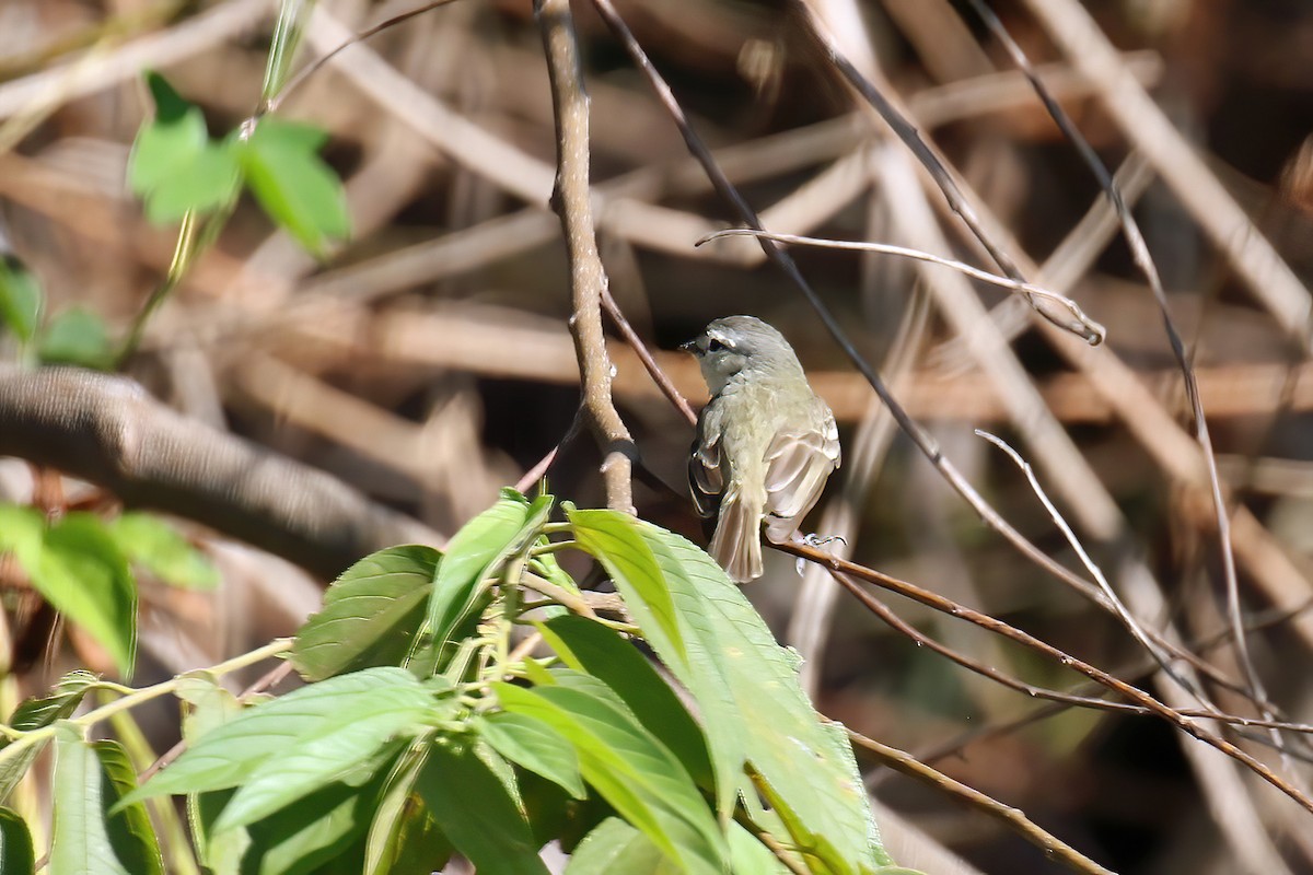 Southern Mouse-colored Tyrannulet - ML621400498
