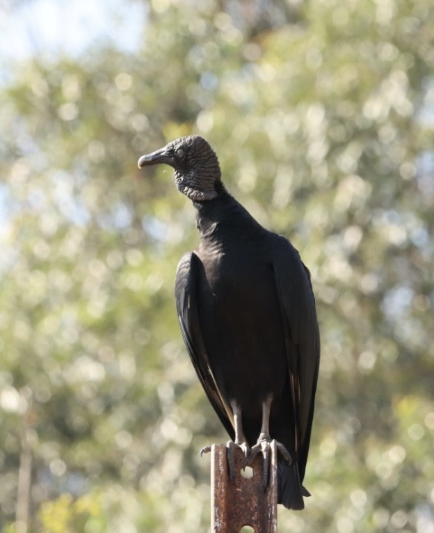 Black Vulture - ML621400544