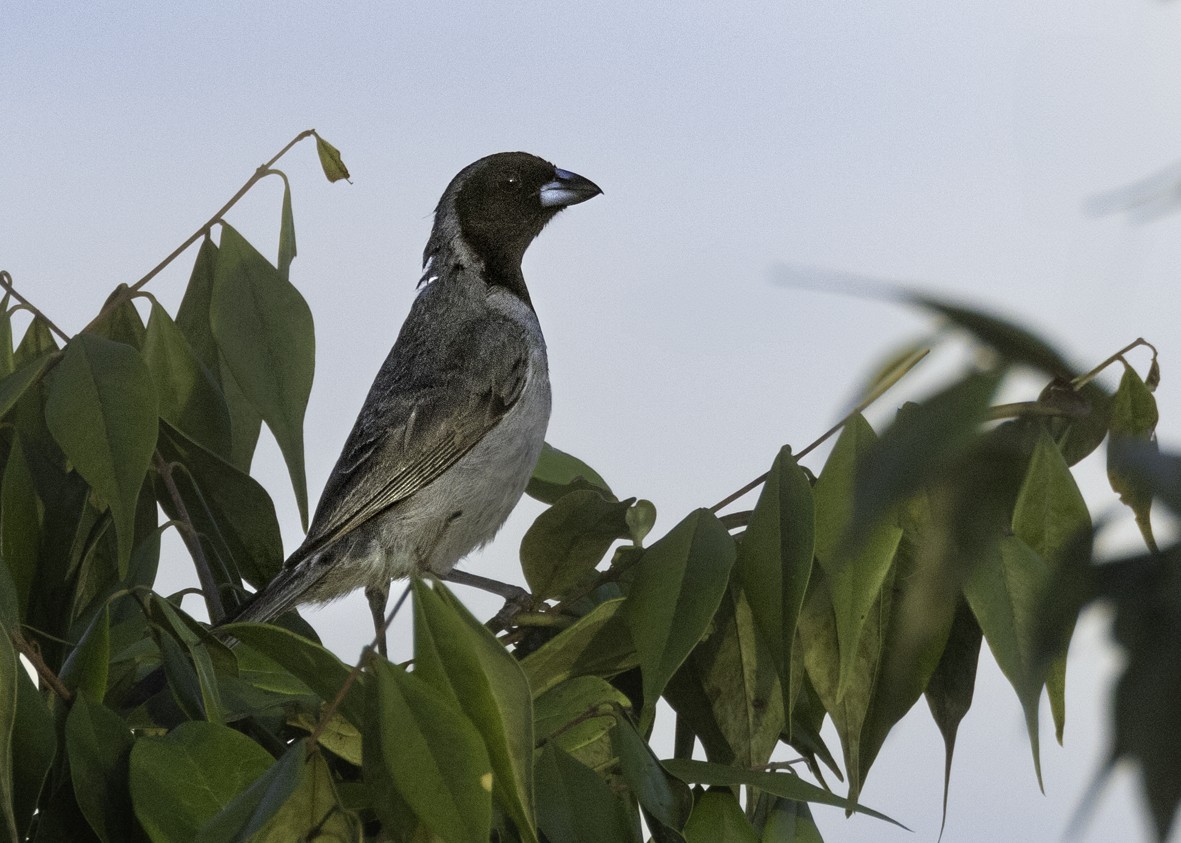 Black-faced Tanager - ML621400595