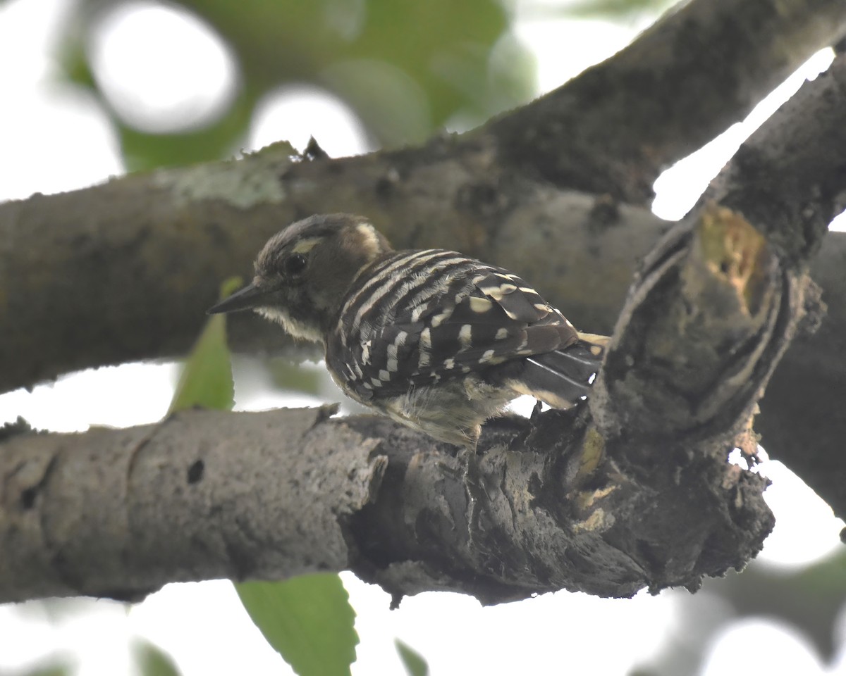 Japanese Pygmy Woodpecker - ML621400606