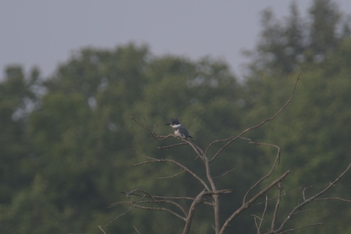 Belted Kingfisher - ML621400607