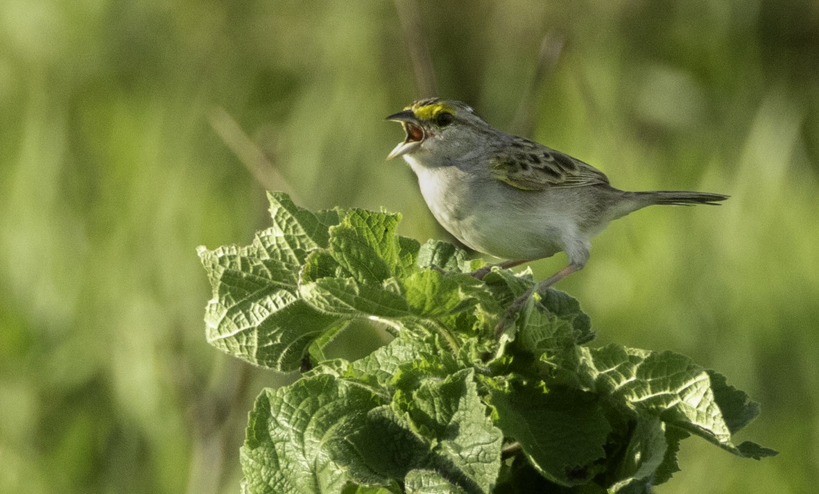 Yellow-browed Sparrow - ML621400608