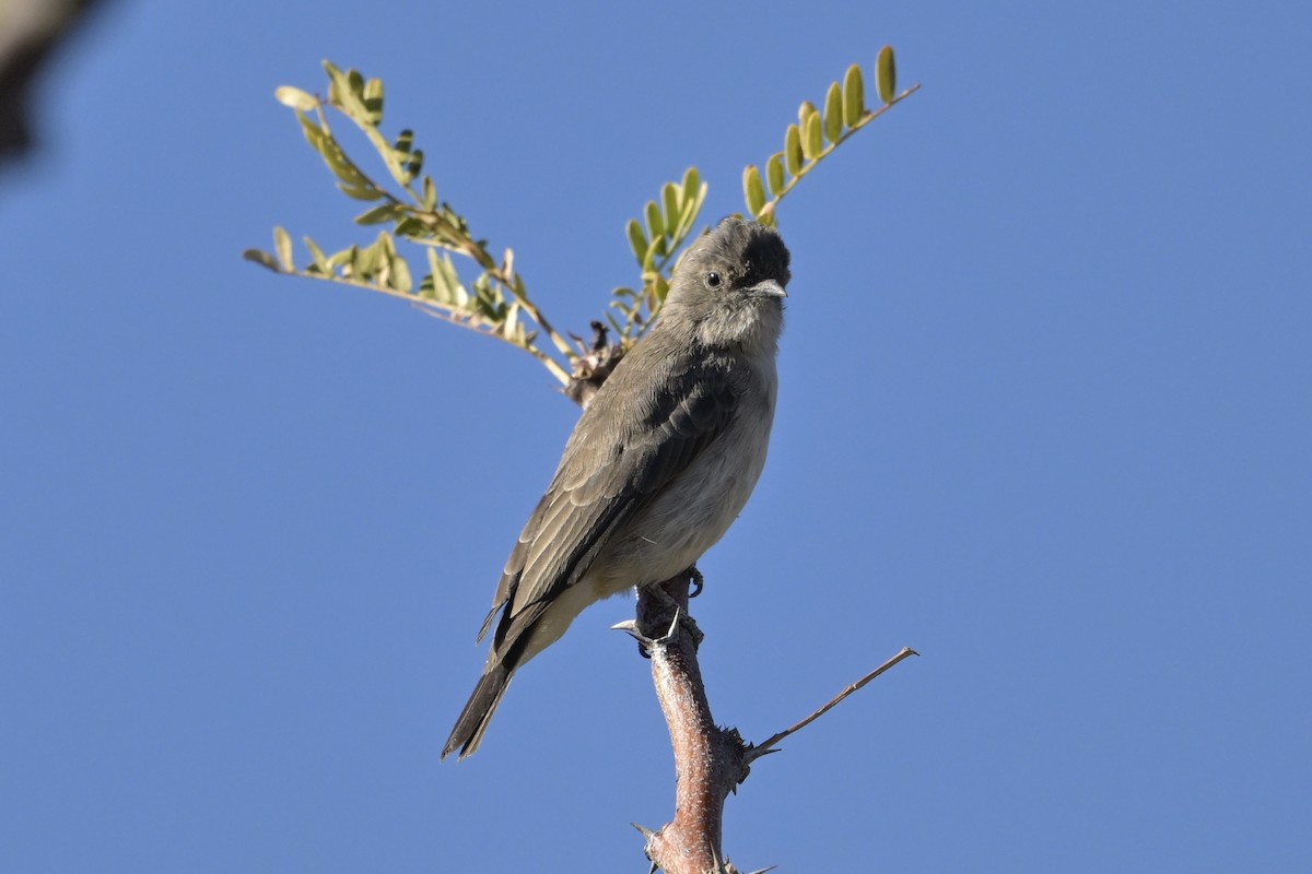 Wahlberg's Honeyguide - ML621400615