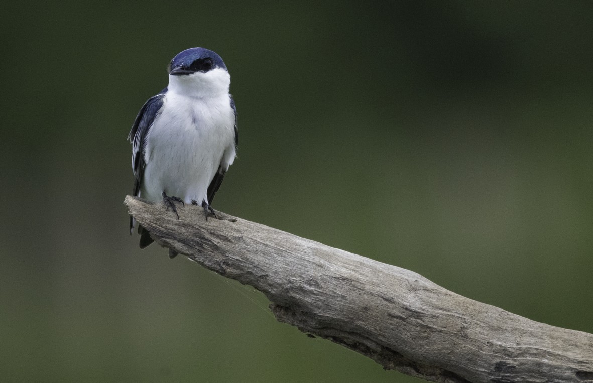 Blue-and-white Swallow - ML621400619