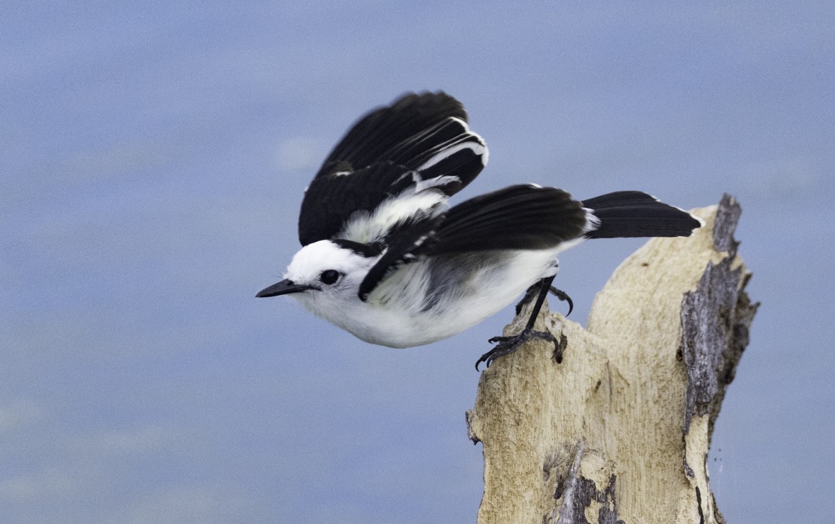 Pied Water-Tyrant - ML621400626