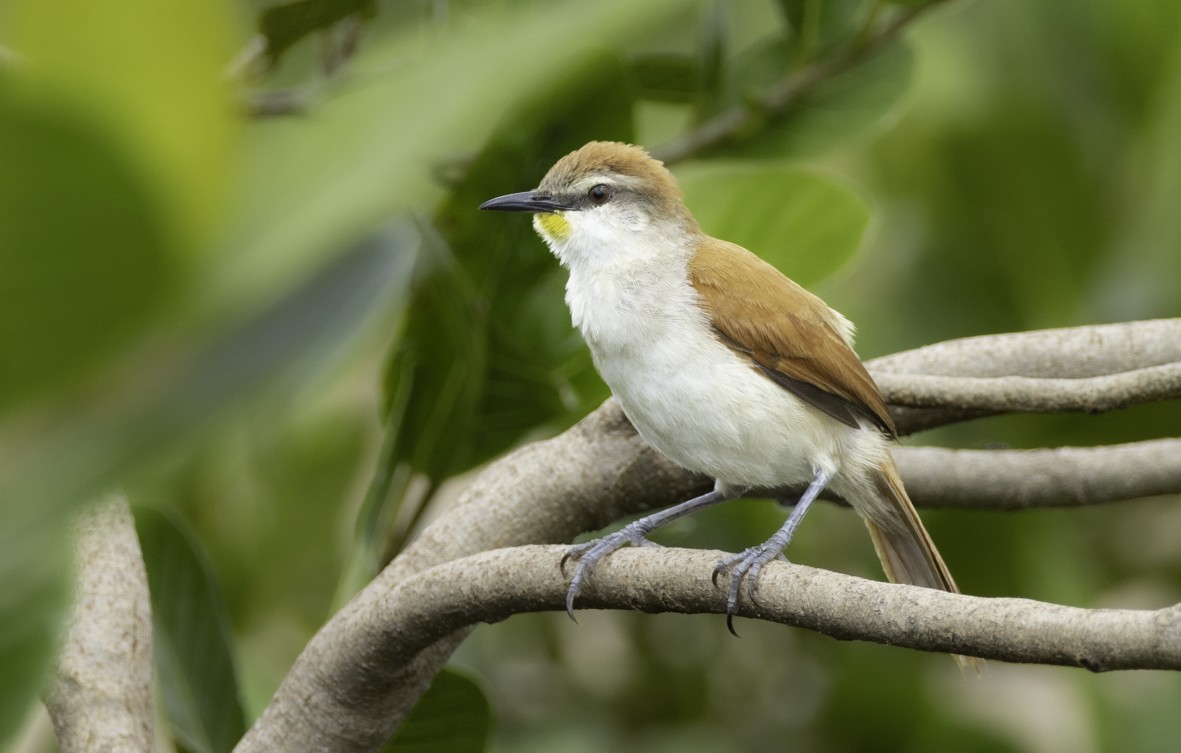 Yellow-chinned Spinetail - ML621400630