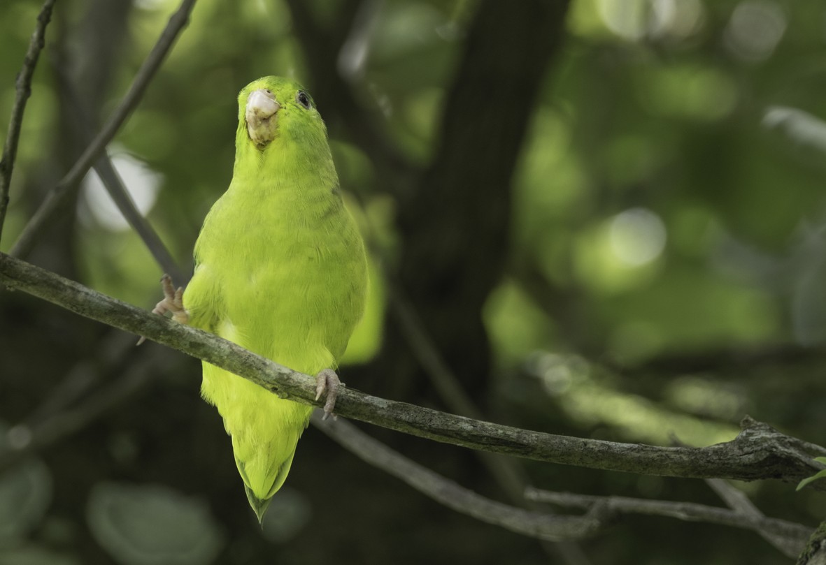 Spectacled Parrotlet - ML621400632