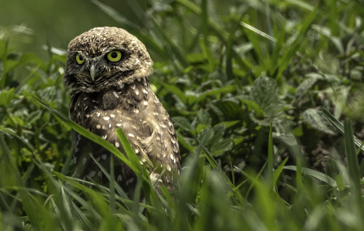 Burrowing Owl - ML621400638