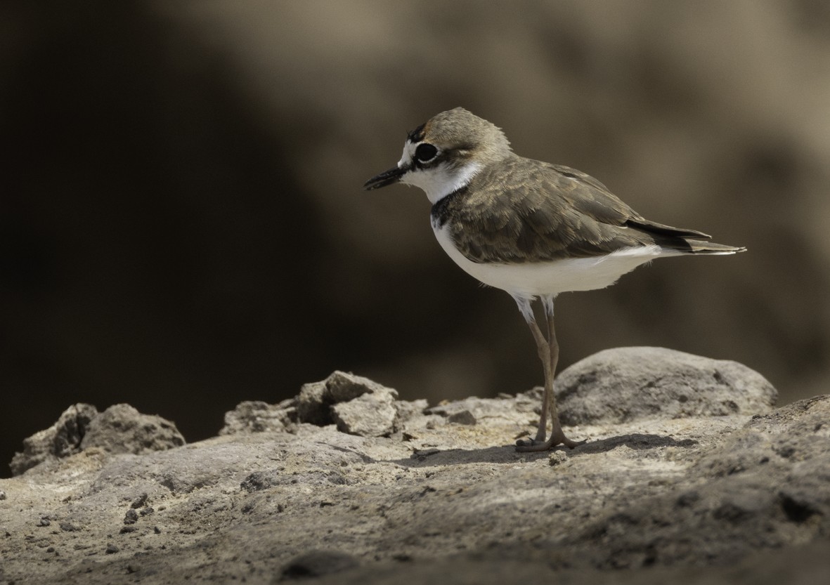 Collared Plover - ML621400648
