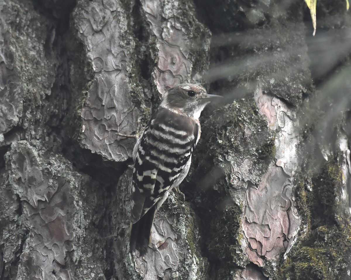 Japanese Pygmy Woodpecker - ML621400656