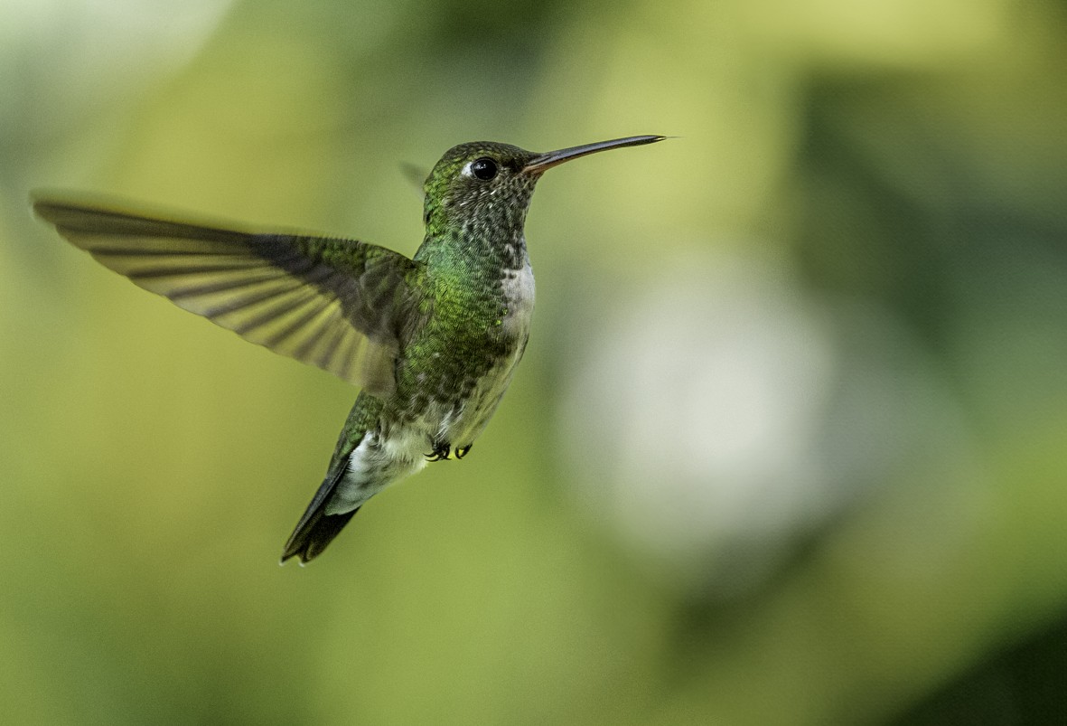 Glittering-throated Emerald - ML621400682