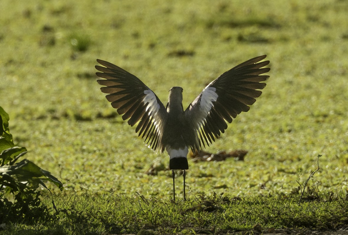 Southern Lapwing - ML621400711