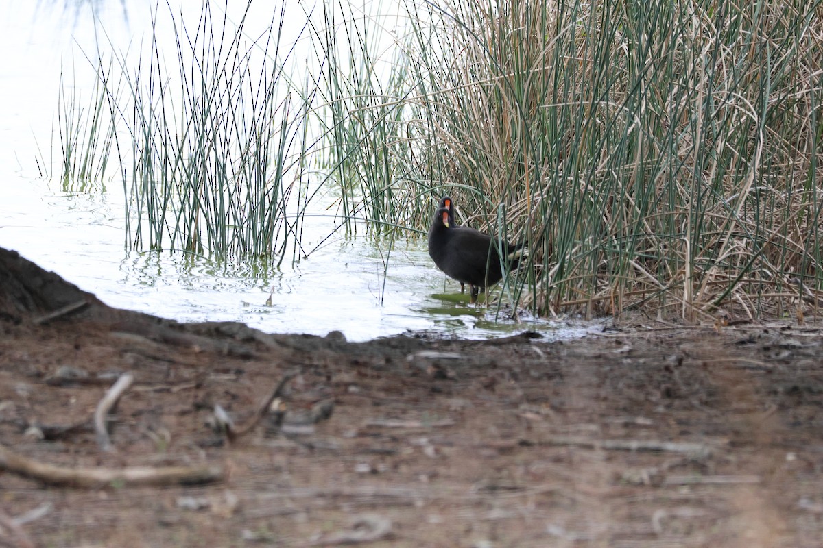 Dusky Moorhen - ML621400773