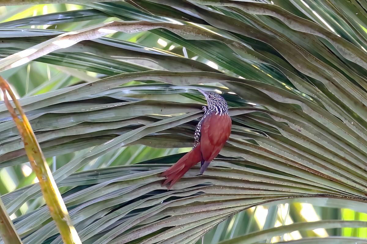 Point-tailed Palmcreeper - ML621400848