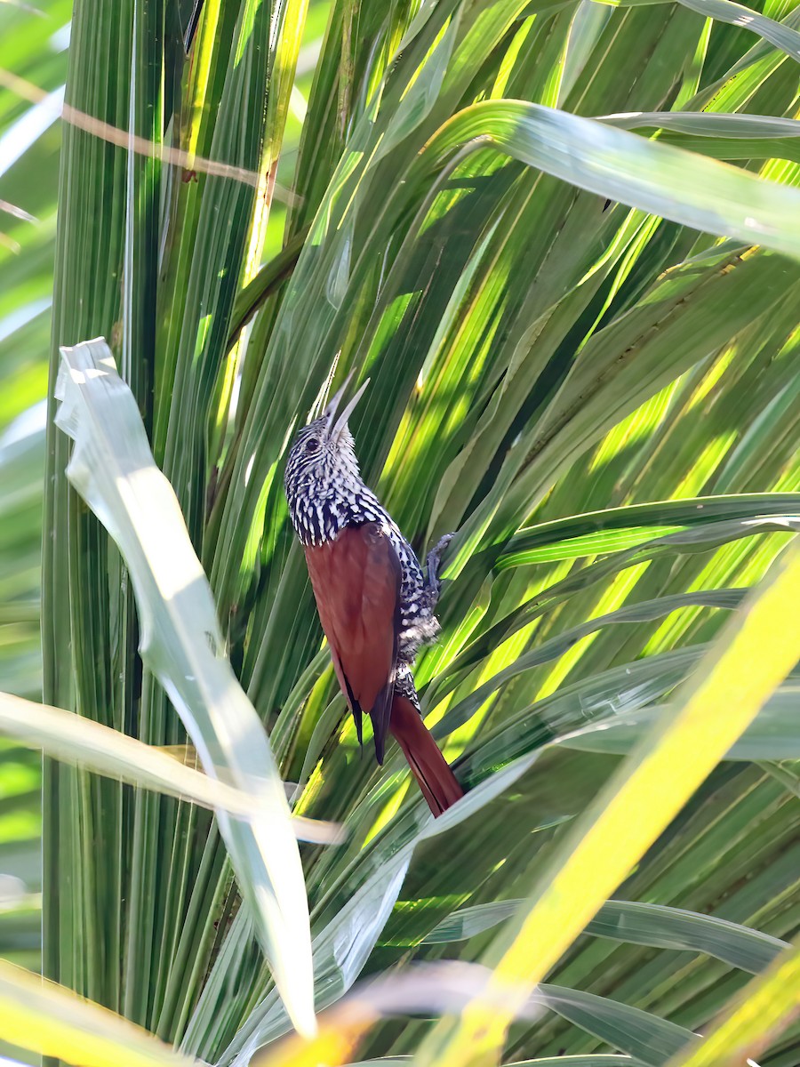 Point-tailed Palmcreeper - ML621400849