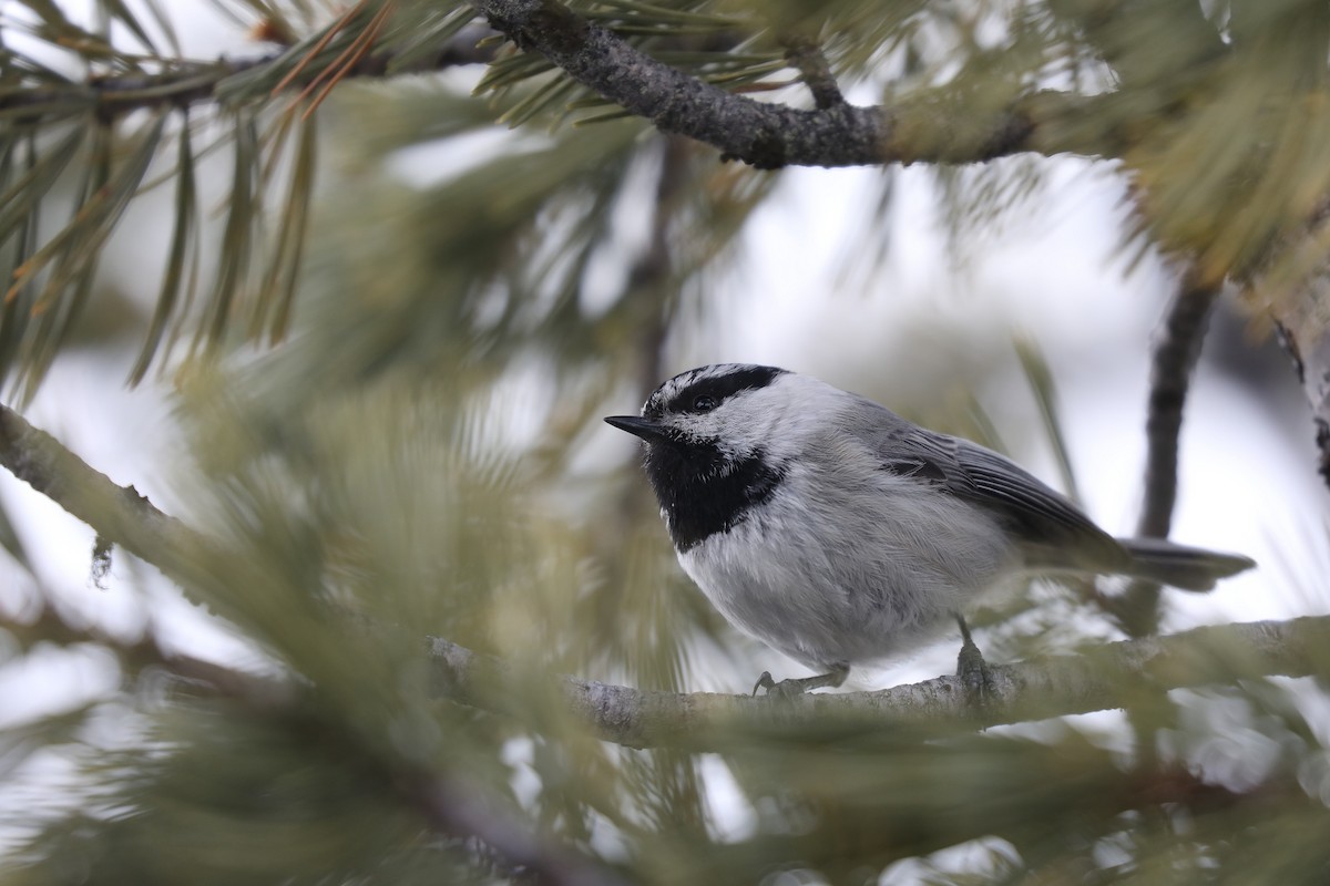 Mountain Chickadee (Pacific) - ML621400870