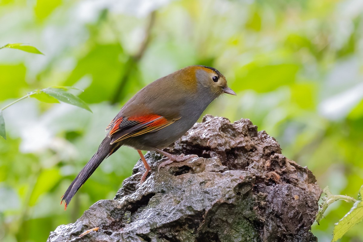 Gray-faced Liocichla - ML621400946