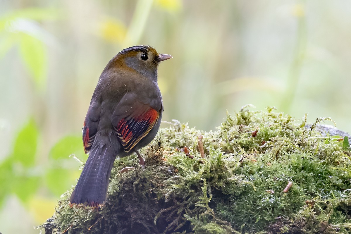 Gray-faced Liocichla - ML621400947