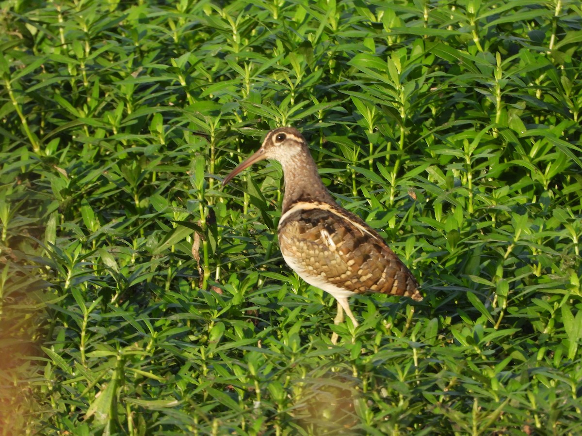 Greater Painted-Snipe - ML621401102