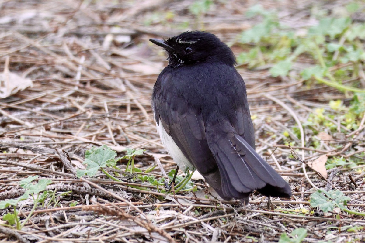 Willie-wagtail - ML621401159