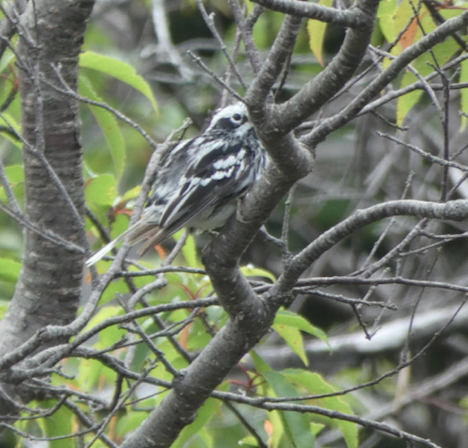 Black-and-white Warbler - ML621401165