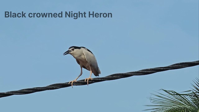 Black-crowned Night Heron - ML621401177