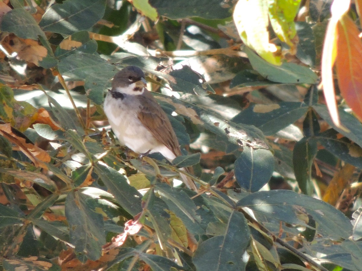 Double-collared Seedeater - ML621401186