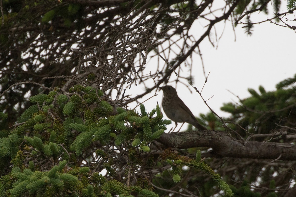 Gray-cheeked Thrush - ML621401290