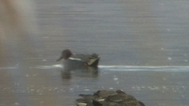 Green-winged Teal (Eurasian) - ML621401292