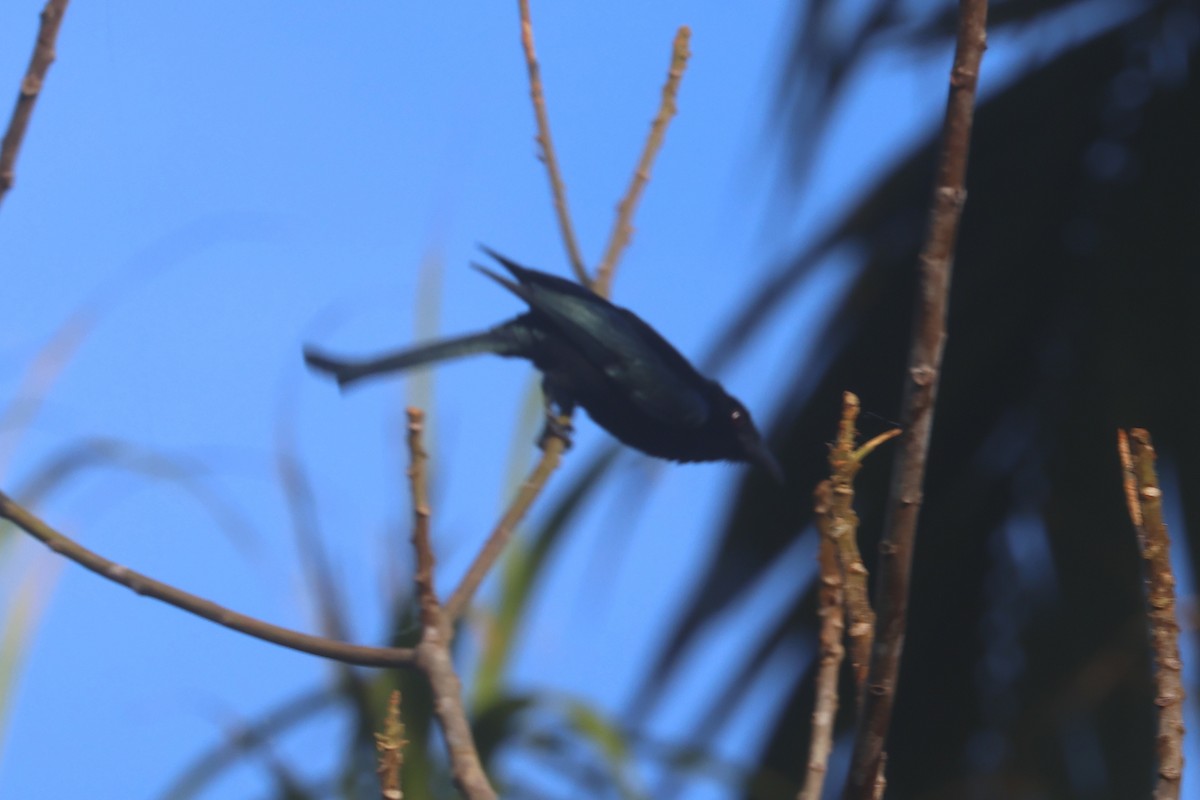 Hair-crested Drongo (Mentawai) - ML621401325