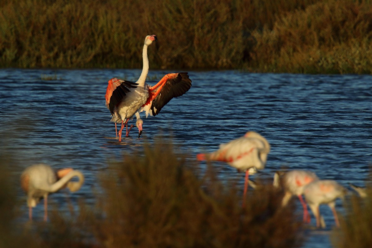 Greater Flamingo - ML621401373