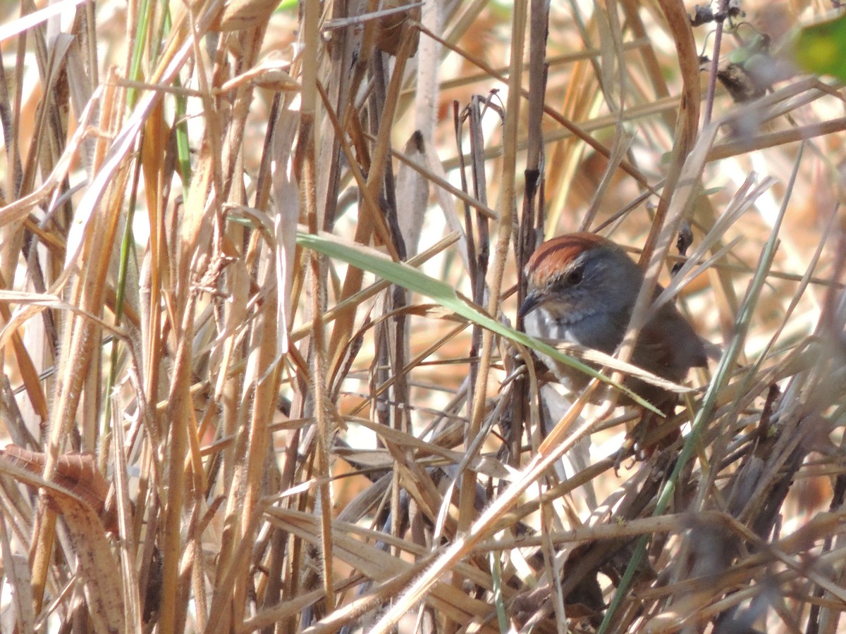 Sooty-fronted Spinetail - ML621401411